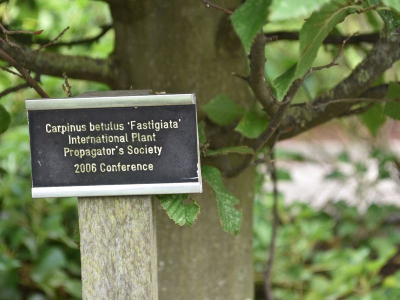 Tree planted by Peter MacDonald